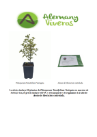Oferta de 50 Pittosporum Tenuifolium Variegata M10 200626